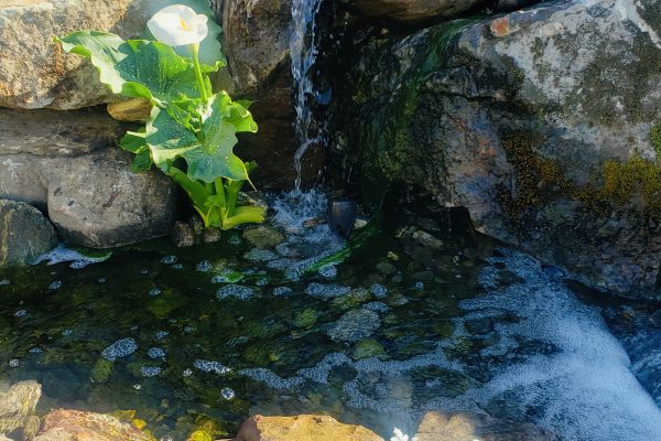 backyard water feature with small pond waterfall and rocks surrounding it