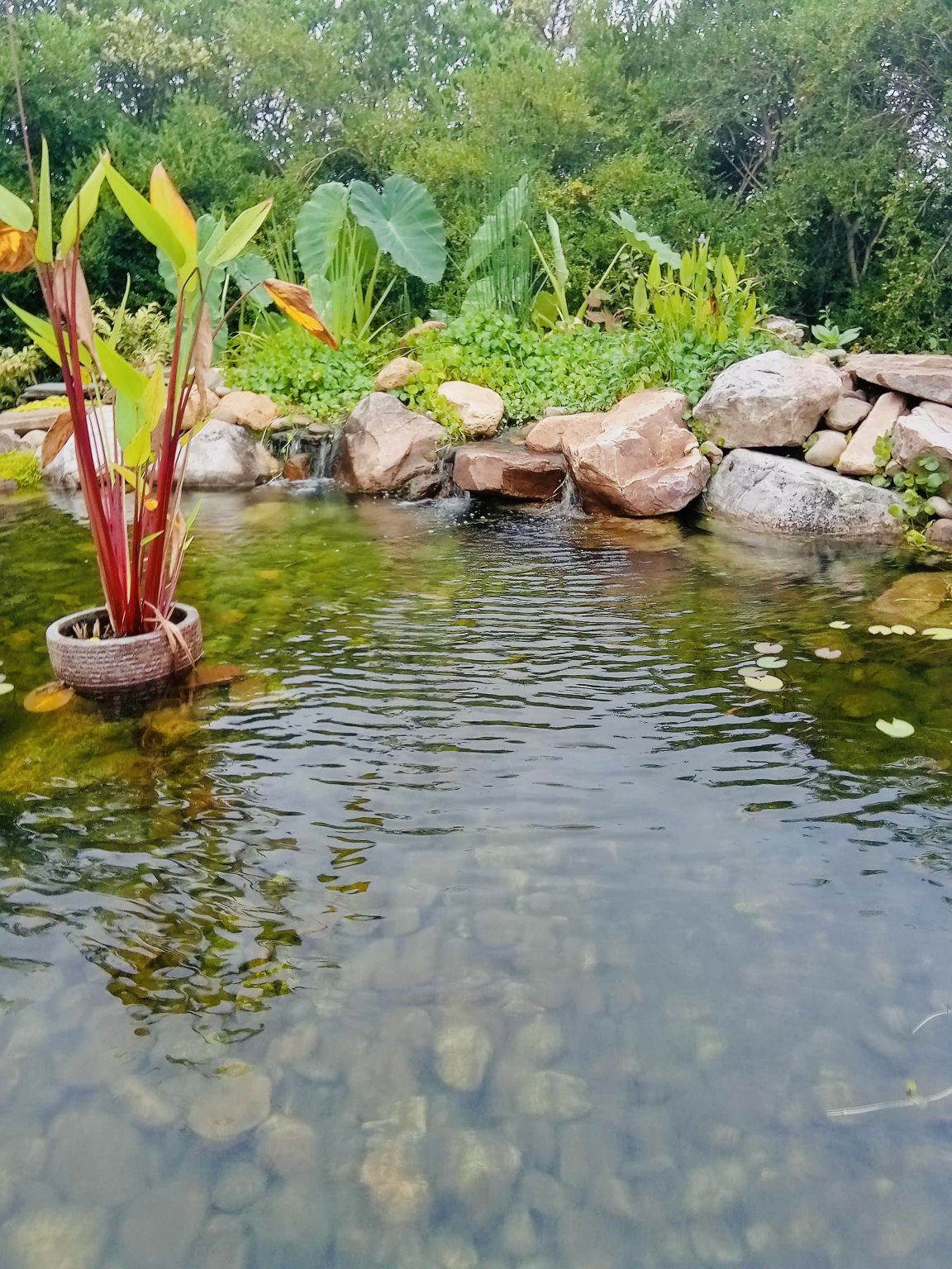 water features, pond, water feature with waterfall, water feature with stone