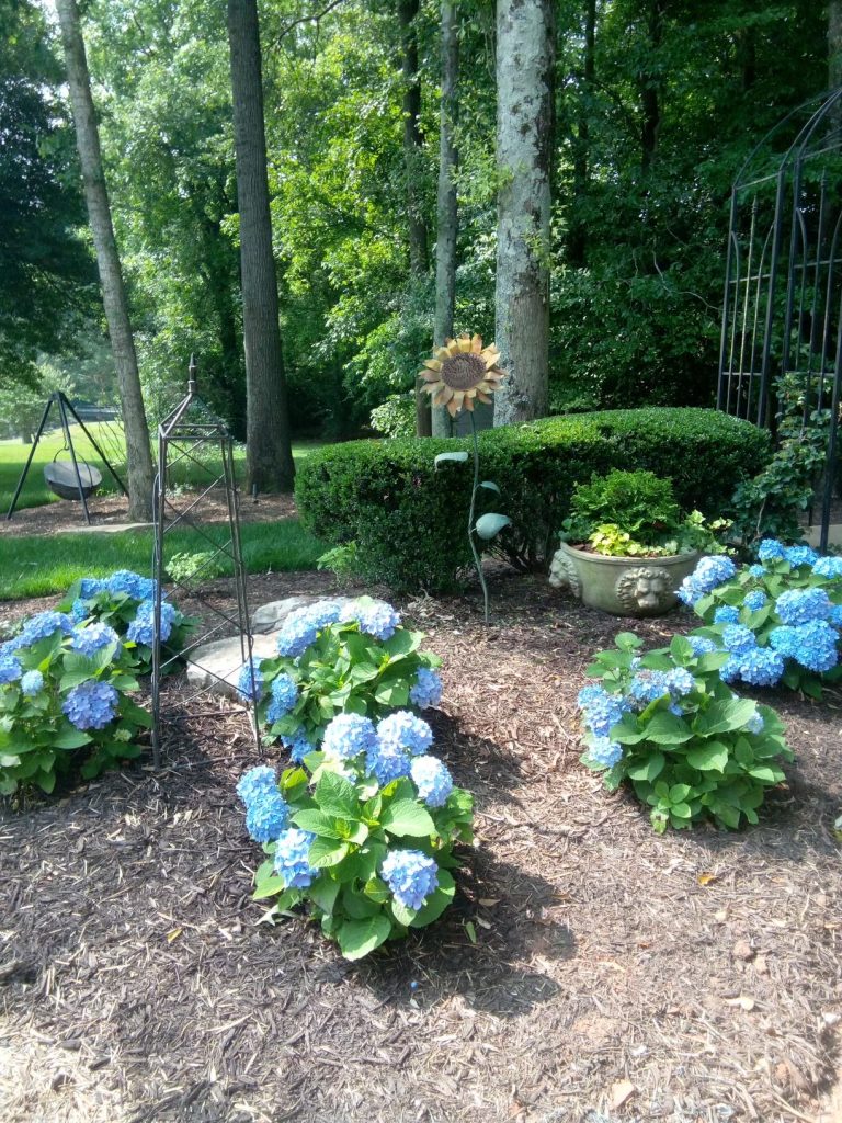 Blue hydrangeas in garden with sunflower stand.