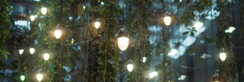 outdoor lighting, lighting strung throughout trees